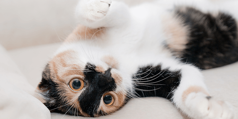 猫のサイト